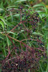 Elderberry